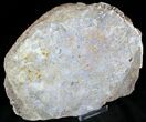 Petrified Wood Cast - Jackson County, Oregon #23354-1